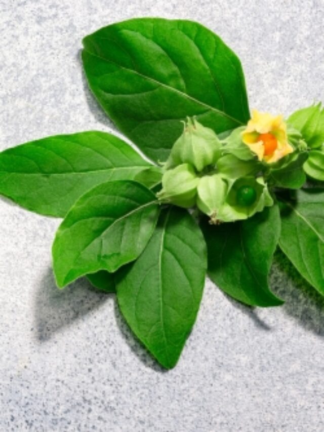 अश्वगंधा कैसे तनाव को कम करने में मदद करती है?